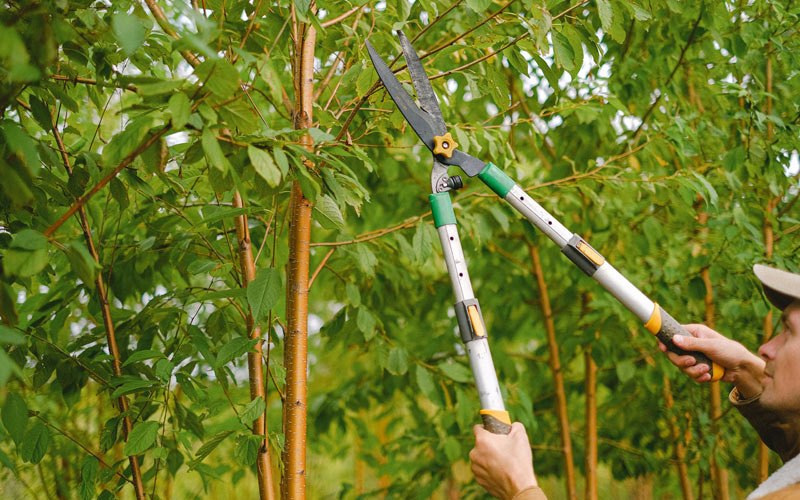 Tree trimming in Ishpeming, MI