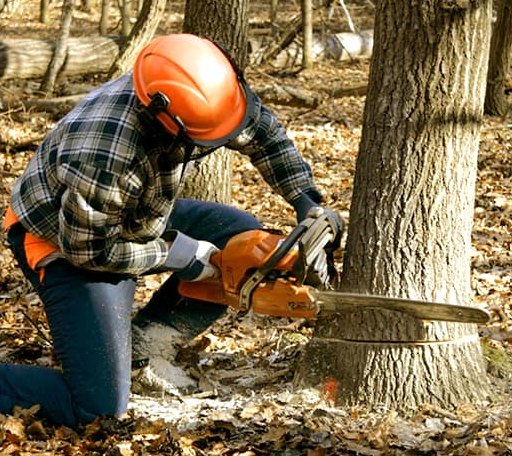 Tree Removal in Ishpeming, MI